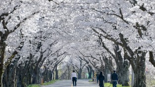 경주시“벚꽃 끝났다고?”… 경주 암곡, 마지막 봄을 붙잡다
