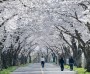 경주시“벚꽃 끝났다고?”… 경주 암곡, 마지막 봄을 붙잡다