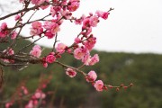 울진군 ‘매화’ 꽃망울 활짝피우며 봄소식 전해