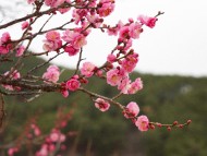 울진군 ‘매화’ 꽃망울 활짝피우며 봄소식 전해