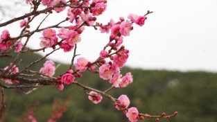울진군 ‘매화’ 꽃망울 활짝피우며 봄소식 전해