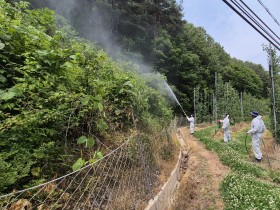 영양군, 돌발해충 선제대응 위한 공동방제 실시