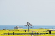 2026 포항 호미반도 유채꽃 축제 오는 4일 개최