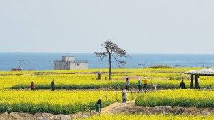 2026 포항 호미반도 유채꽃 축제 오는 4일 개최