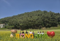 봉화군, 춘양 애당리 꽃밭 유채꽃과 메밀꽃 절정