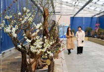 영주시, 한국선비매화공원 매화 전시회 기간 연장