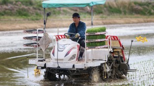 예천군, 해담쌀 등 조생종 벼 모내기 본격화