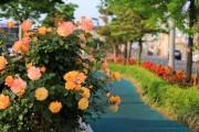 포항시, ‘천만송이 장미도시’ 조성 속도