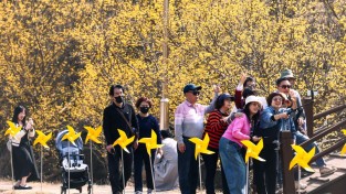 의성군, 제19회 산수유마을 꽃맞이행사 24만명 다녀가며 성료