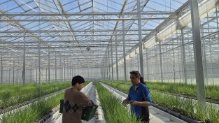 봉화군, 임대형 스마트팜 청년농 양액재배 쪽파 출하 성과 거둬