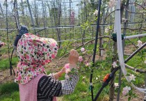 안동시, 사과 저온 피해 극복 위해 ‘인공수분’ 당부