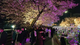 안동 벚꽃축제, 이틀째 구름 인파 몰려