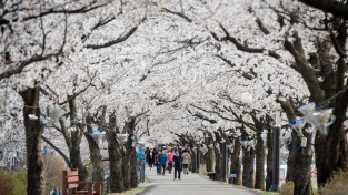영주 벚꽃 명소 ‘서천 뚝방길·원당천 등’ 주목