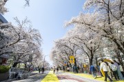 안동시, 체류형 프로그램 풍성한 ‘2026 벚꽃축제’ 1일 개막