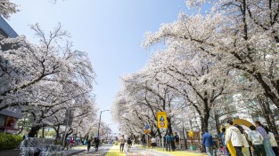 안동시, 체류형 프로그램 풍성한 ‘2026 벚꽃축제’ 1일 개막