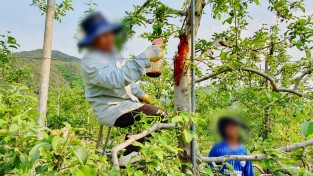 청송군, 외국인 계절근로자 451명 순차 입국