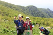 영양산나물축제 기간 중 ‘산나물채취체험행사’ 운영