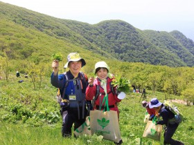 영양산나물축제 기간 중 ‘산나물채취체험행사’ 운영
