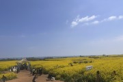 포항 호미반도 유채꽃 축제 15만 명 다녀가며 성료