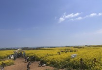 포항 호미반도 유채꽃 축제 15만 명 다녀가며 성료