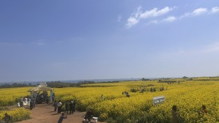 포항 호미반도 유채꽃 축제 15만 명 다녀가며 성료