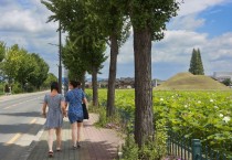 경주시황리단길 옆 황남고분 연꽃 만개… 여름 경주 대표 풍경으로 '눈길'