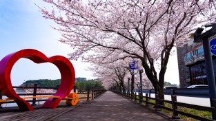 울진군 전역에 벚꽃 만개해 손님맞이 준비