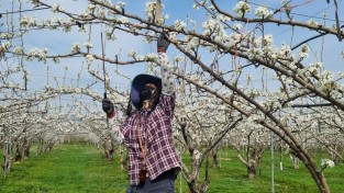 영천시, 과수꽃가루은행 운영으로 기후변화 및 꿀벌 감소 대응