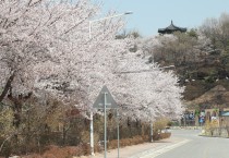 예천군 한천 제방길, 벚꽃 시즌 맞아 야간 경관조명 운영