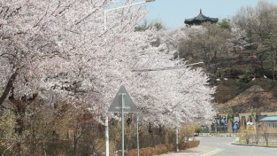 예천군 한천 제방길, 벚꽃 시즌 맞아 야간 경관조명 운영