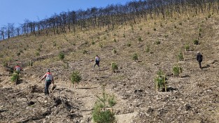 안동시, 대형산불 피해 극복 ‘2026년 봄철 조림 사업’ 추진