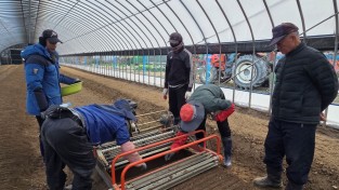 예천군, ‘내재해형 인삼 이중구조하우스’ 활용한 인삼 정식 실시