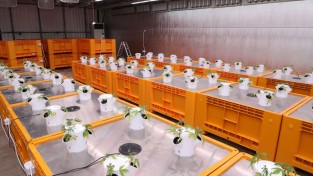 안동시, ‘헴프 원료의약품’ 제조․수출기반 조성 추진