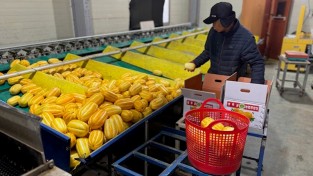 성주군 선남면, 황금빛 명품 성주 참외 첫 출하