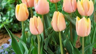 상주시, ‘최신 트렌드 품종 튤립’ 도입해 새로운 봄 경관 선보일 계획