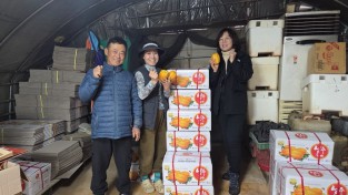 성주군, 용암 으뜸 참외 본격 출하 시작