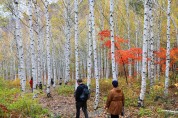 영양군 갑작스런 추위에도 ‘영양 자작나무 숲’ 발길 이어져