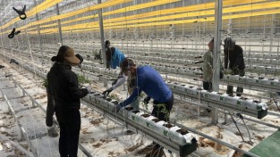 봉화군, ‘청년 창업농 경영실습 임대농장’ 실습용 토마토 정식