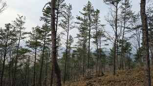 안동시, 소나무재선충병 확산 억제 다각화 대응
