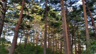 울진 금강송 산지농업시스템, 세계중요농업유산 등재