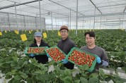 경북 딸기, 말레이시아 시장 공략으로 해외 수출 본격 시동