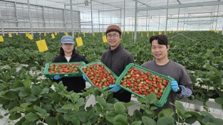 경북 딸기, 말레이시아 시장 공략으로 해외 수출 본격 시동