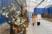 영주시 한국선비매화공원, ‘매화 전시회’ 개최