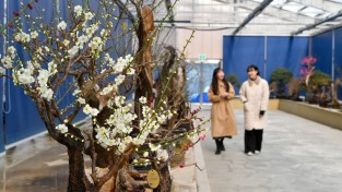 영주시 한국선비매화공원, ‘매화 전시회’ 개최