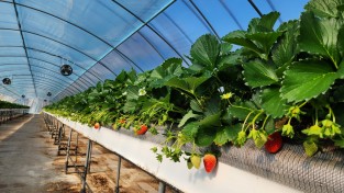 봉화군, 12월 상순부터 ‘봉화 딸기’ 본격 출하