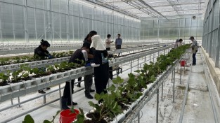 봉화군, 스마트농업 테스트베드 교육장 ‘겨울딸기’ 정식