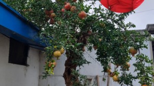 제  목  :  석  류   ▲시 인 : 이 은 습(경남 합천 출생)