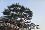 경기도 전 시 . 군 한파특보에  6일 오후 1시부터 비상 1단계 가동