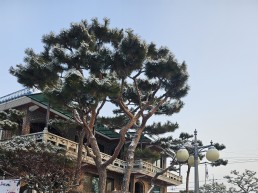 경기도 전 시 . 군 한파특보에  6일 오후 1시부터 비상 1단계 가동