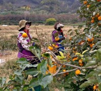 산불의 상처를 딛고 핀 주황빛 희망